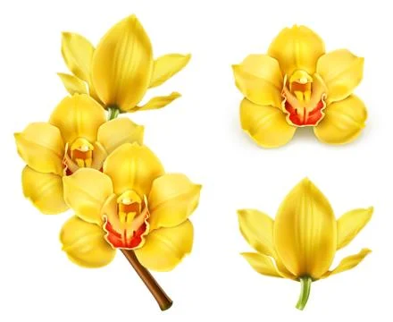 Orchid flowers, vector icon set Stock Illustration