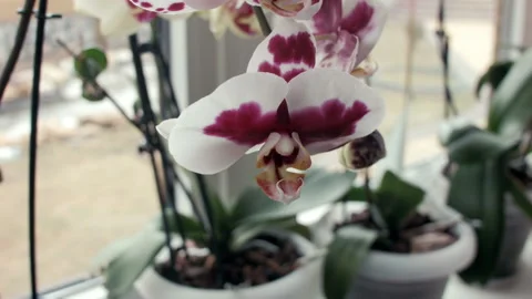 Orchid flowers on a window sill Stock Footage 100537548