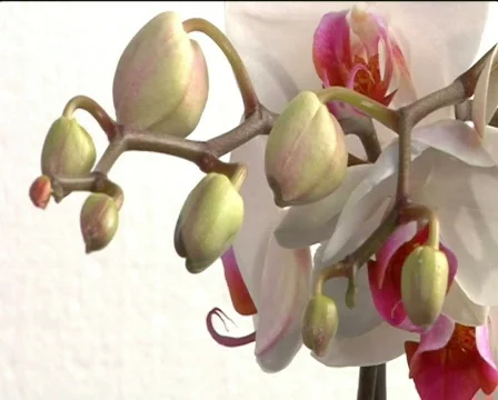 Orchid Stock Footage 474015