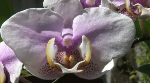 Orchid Stock Footage 737313