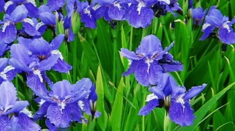 Orchid Vídeo Stock 790680