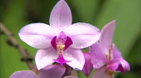 Orchid Stock Footage 5592383