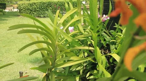 Orchid Video stock 12203100