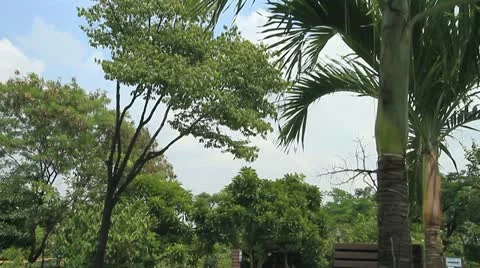 Orchid. Stock Footage 12247684