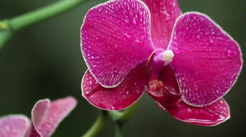 Orchid 動画素材 35659842