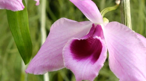 Orchid Stock-Footage 37118745