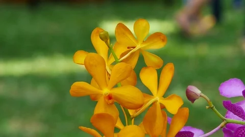 The orchid Stock Footage 71119815