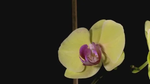 Orchid Video stock 71424031