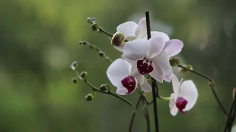 Orchid Stock Footage 78598095