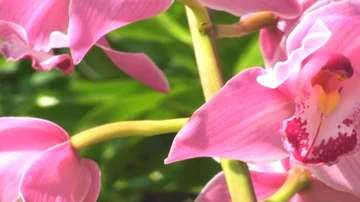 Orchid Stock Footage 85692672