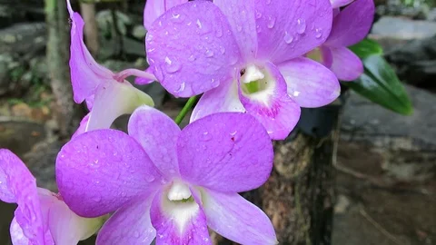 Orchid Stock Footage 103355562