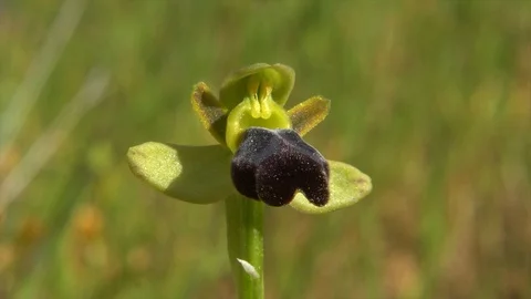 Orchid Stock Footage 111784929