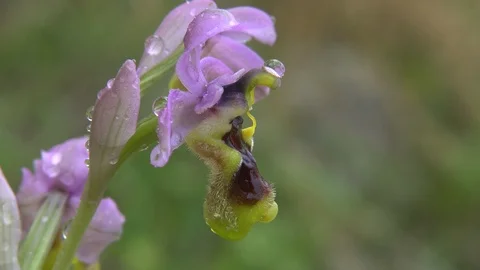 Orchid Stock Footage 111785374