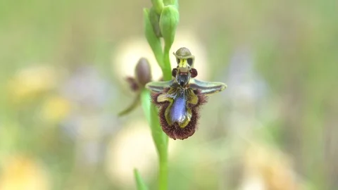 Orchid Video stock 111785404