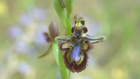 Orchid Stock Footage 111785407