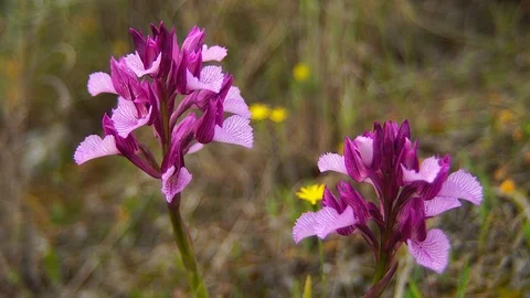 Orchid Stock Footage 111837164