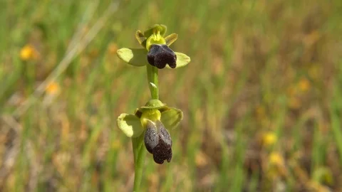 Orchid Stock Footage 111837193