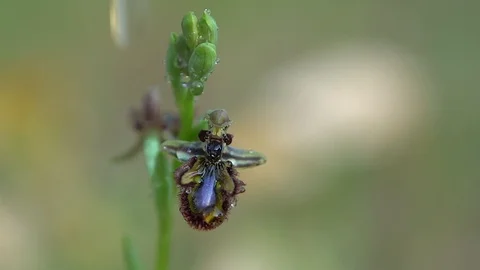 Orchid Stock Footage 112349961