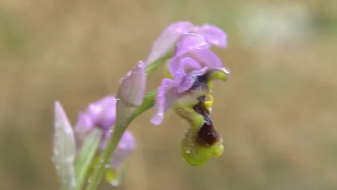 Orchid Stock Footage 112350020