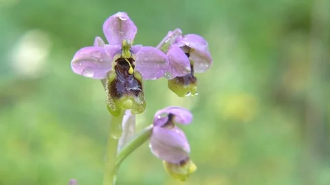 Orchid Stock Footage 112350022