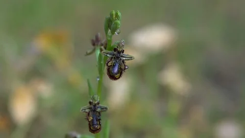 Orchid Stock Footage 112350033