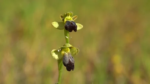 Orchid Stock Footage 112350525