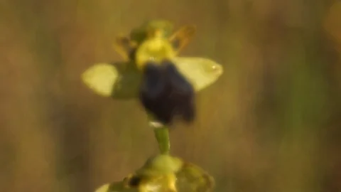 Orchid Stock Footage 112350584