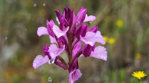 Orchid Video stock 112350594