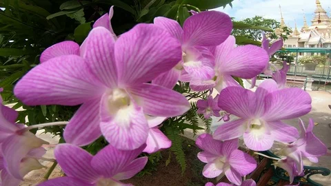 Orchid Stock Footage 114068967