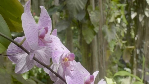 Orchid Stock Footage 123242335