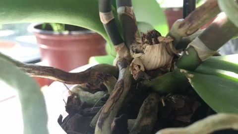 Orchid Stock Footage 133743391