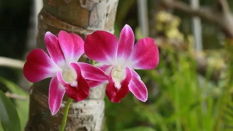 Orchid Stock Footage