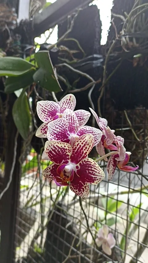 Orchid Vidéo 232969723