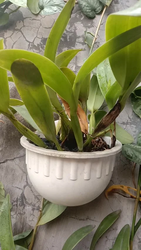 ORCHID Stock Footage 243893593