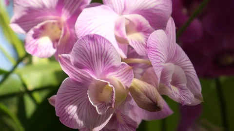 Orchid Stock Footage 257541745
