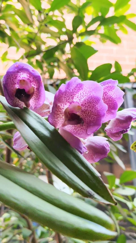Orchid Stock Footage 330158945