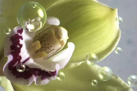 Orchid in the foreground with bubbles Stock Photos