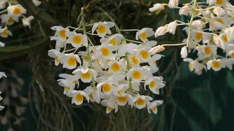 Orchid on the garden Stock Footage 10866496