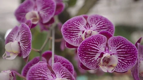 Orchid in garden Stock Footage 79624774