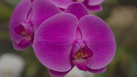 Orchid in garden Stock Footage 79626897