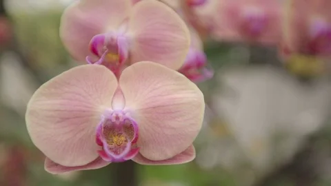 Orchid in garden Stock Footage 79627181