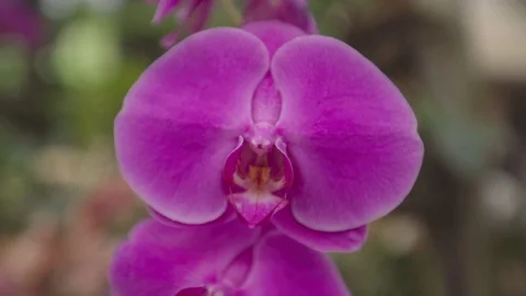 Orchid in garden Stock Footage 79628153