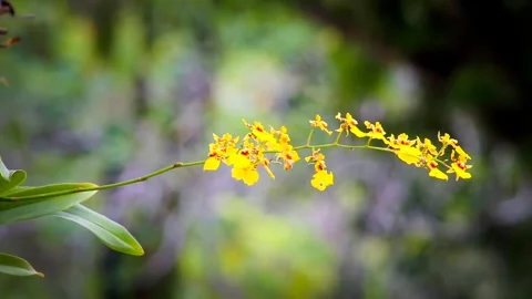 Orchid in the garden Stock Footage 315541320