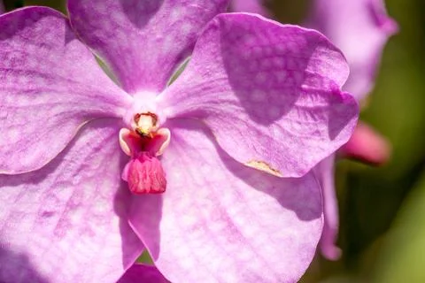 Orchid in the garden Stock Photos