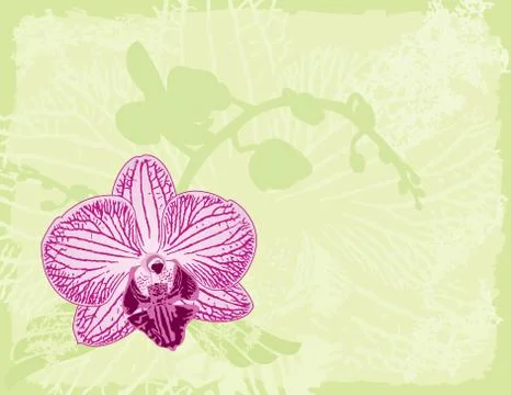Orchid on a green background Illustration
