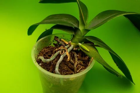 Orchid on a green background Stock Photos