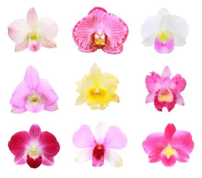 Orchid group Stock Photos