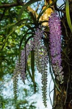 Orchid growing on tree Stock Photos