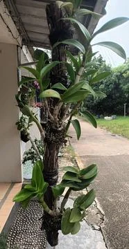 Orchid Growing on a Tree Trunk Foto stock