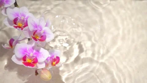 Orchid with hard shadow over sand background, sun lights on water surface, .. Stock Footage 328005975